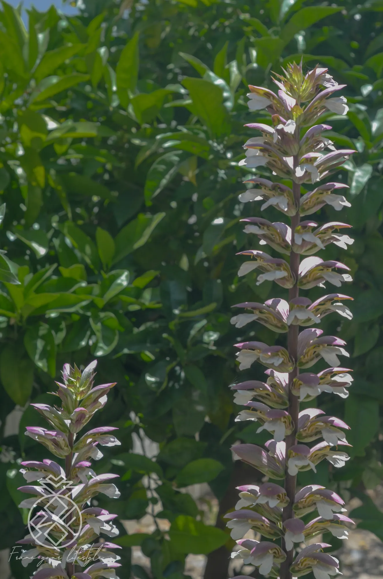 1845 Midvale, undefined, 1845 Midvale Ave, West Los Angeles, CA 90025, USA, Photo:42