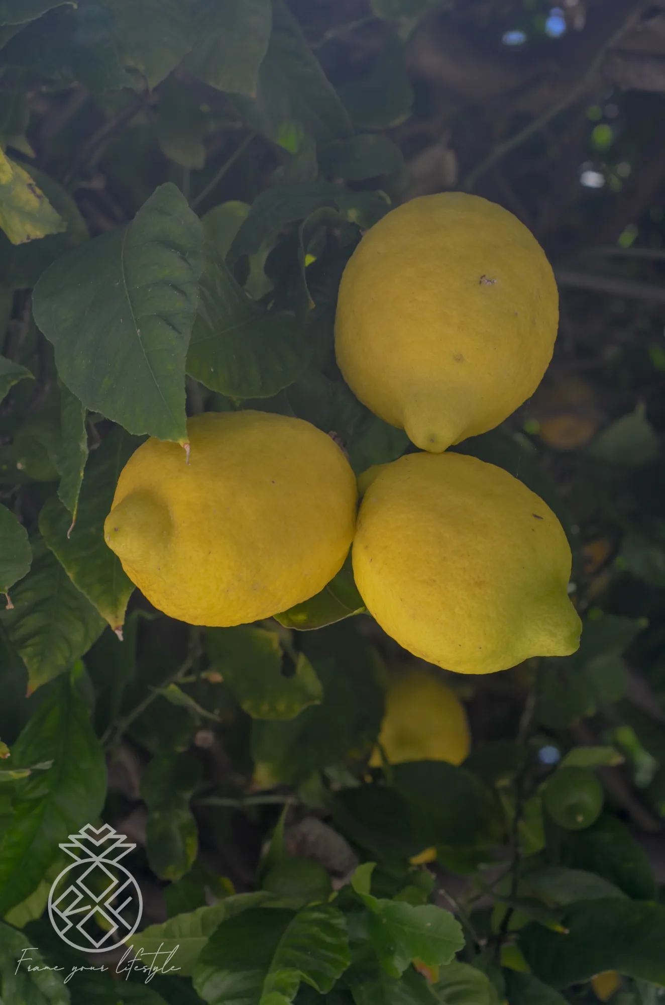 1845 Midvale, undefined, 1845 Midvale Ave, West Los Angeles, CA 90025, USA, Photo:43