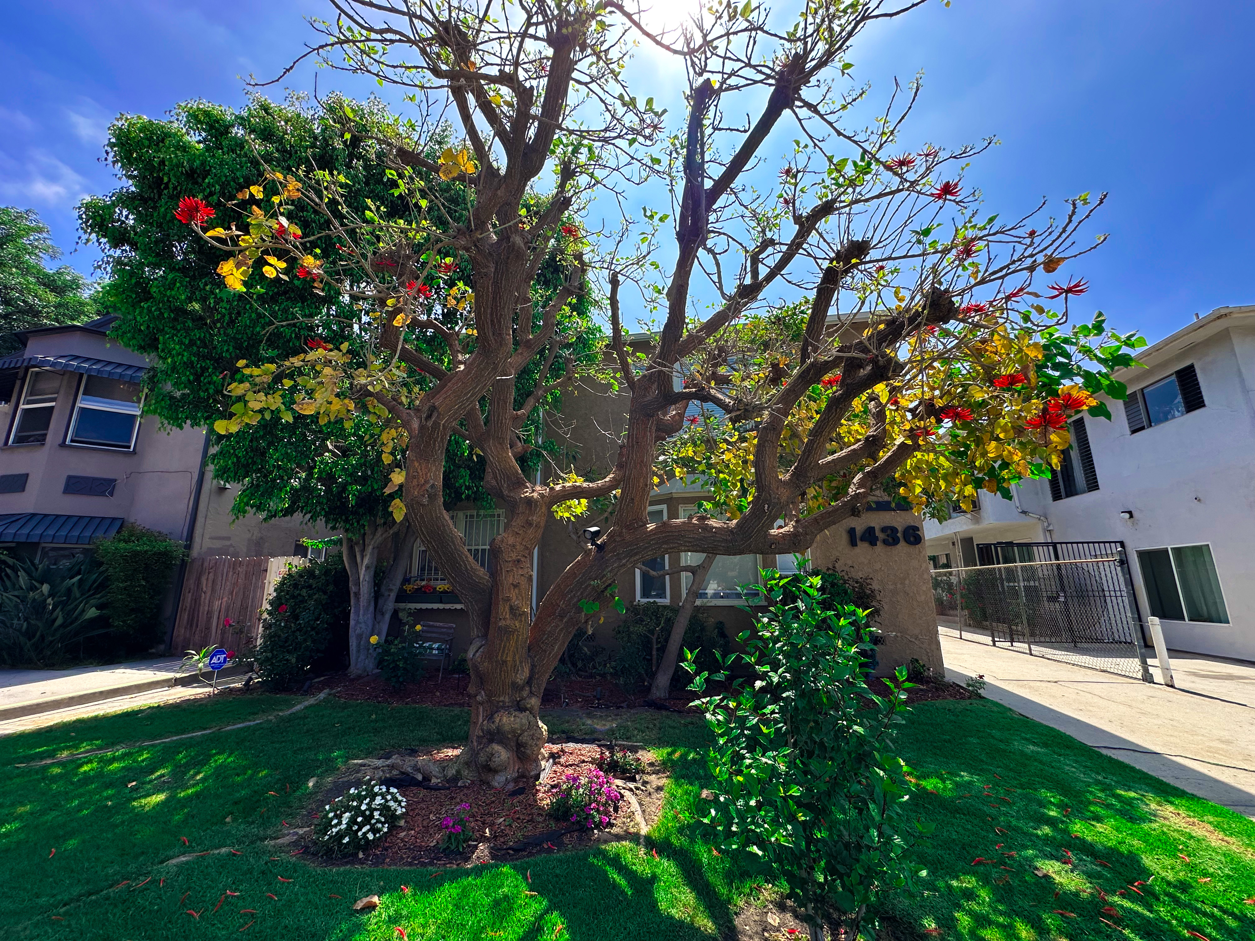 1436 S Holt Avenue , ucla, 1436 S Holt Ave #5, Los Angeles, CA 90035, USA, Photo:1